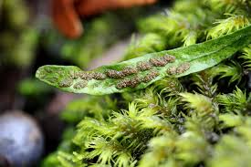 Image result for Grammitis