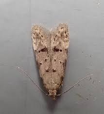 Image result for Teleiodes sequax