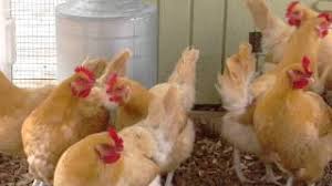 In short, they begin looking like chickens. 6 Milestones Of Chicken Growth Stages Purina Animal Nutrition