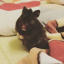 Hamsterlive Instagram Posts Photos And Videos Picuki Com The hamster is one of the most popular pets in the world, especially among children. picuki com