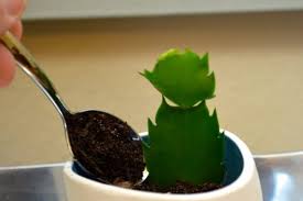 Para reproducir tus cactus con la técnica de esquejes tenés que aprender una serie de pasos. Reproducir El Cactus De Navidad Por Esquejes De Hoja