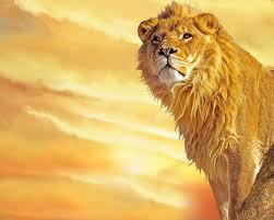 Wallpaper Download 24 Lion Wallpapers For Desktop In 2020 Lion Hd Wallpaper Lion Wallpaper Lion Pictures