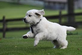 Check spelling or type a new query. Exercise For A Golden Retriever Puppy Summer Brook
