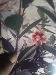 Image result for Tetracera boiviniana