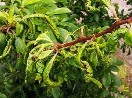 The apple disease pictures shown below provide examples of apple tree problems. Fruit Tree Problems New Leaves Tightly Curled And Turning Yellow On Cherries And Plums Deep Green Permaculture
