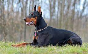 ruya tabirleri kopek turleri doberman pinscher bekci kopegi