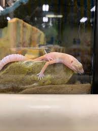 The dye is supposed to be safe for the worms and the fish but i would avoid them anyway. Do They Sell Axolotls At Petsmart