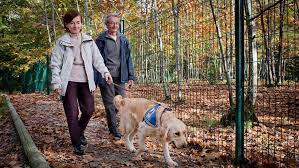 Check spelling or type a new query. Devenir Famille D Accueil Pour Chien Guide Aveugle Esm