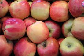 Pink lady apple tree sprout. What Are Pink Lady Apples Learn About Pink Lady Apple Growing