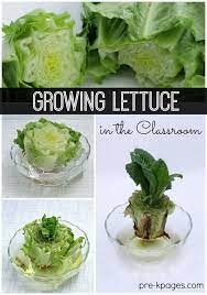 Science For Kids Growing Lettuce Indoors Pre K Pages Growing Lettuce Indoors Growing Lettuce Romaine Lettuce Growing