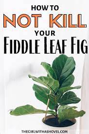 Fiddle Leaf Fig Plant Care How To Keep Your Plant Alive Fiddle Leaf Fig Care Fig Plant Fiddle Leaf Tree
