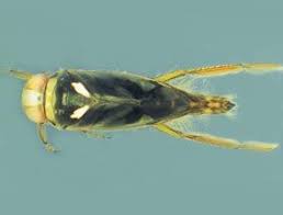 Image result for Notonectidae