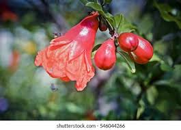 Image result for Punicaceae