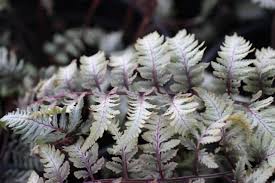 Image result for Athyrium newtonii