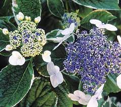 Hydrangea Macrophylla Light O Day White Flower Farm White Flower Farm Hydrangea Macrophylla Hydrangea