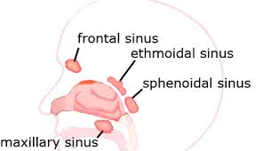 The nasal cavity (or nasal fossa) is a large air filled space above and behind the nose in the middle of the face. Startpage