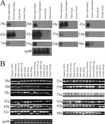 Maybe you would like to learn more about one of these? A Drosophila Protein Family Implicated In Pheromone Perception Is Related To Tay Sachs Gm2 Activator Protein Journal Of Biological Chemistry