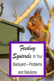 In general, squirrels eat a mixture of seeds, nuts, corn, fruit, leaves, fungi and bark. What To Feed Squirrels In Your Backyard To Make Them Go Nuts 2020 Squirrel Food Backyard Squirrel