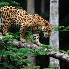 Carnivore average lifespan in the wild: Jaguar