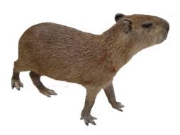 There are no reviews for chiguiro parrilla bar, colombia yet. Chiguiro Capybara Photos Facebook