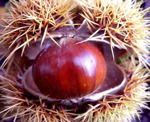 File:Castanea sativa - Sweet chestnut.jpg - Wikimedia Commons