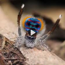 A male maratus elephans peacock jumping spider performing courtship dance for a female spider. Courtship Dance Display Of Jumping Peacock Spiders Mother Earth News Jumping Spider Spider Species Spider Dance