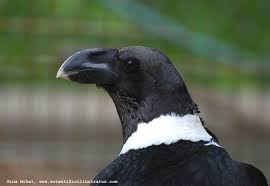 Pied Crow Black Bird With White Ring Around Neck White Necked Raven Photographs Of By Gina Mikel Black Bird Fly World Birds Raven