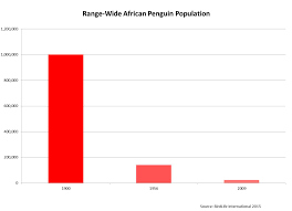 African Penguin By Nicole Matus Infographic