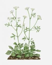 Image result for Pimpinella
