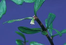 Image result for Jatropha schlechteri