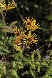 Find henry eilers coneflower (rudbeckia subtomentosa 'henry eilers') in boston concord sudbury weston newton lexington massachusetts ma at stonegate gardens (black eyed susan) Rudbeckia Subtomentosa Henry Eilers Rhs Gardening Border Plants Plants