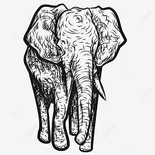 Sketsa gambar binatang gajah garlerisket via galerisket.blogspot.com . Gambar Gajah Abu Abu Gajah Sketsa Gajah Abu Abu Png Dan Vektor Dengan Latar Belakang Transparan Untuk Unduh Gratis