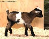 Goats For Sale - Krebs Farm