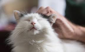 Your vet will do diagnostic tests to ensure the correct treatment. Dementia In Elderly Cats Your Cat