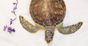 Learn more about their diet, life cycle, and threats. Why Plastic Is A Problem For Sea Turtles And The Ocean Clearwater Marine Aquarium