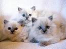 Do Ragdoll Cats Shed? - All Pet Magazine