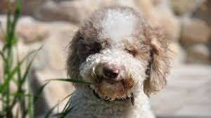 The cost to buy a lagotto romagnolo varies greatly and depends on many factors such as the breeders' location, reputation, litter size, lineage of the puppy, breed popularity (supply and demand), training, socialization efforts, breed lines and much more. Lagotto Romagnolo Price Temperament Life Span