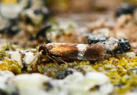 Image result for Stigmella speciosa