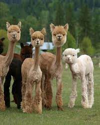 31 Best Kinds Of Fluffy Morsomme Dyr Morsomme Dyrebilder Dyr