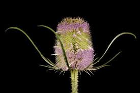 Image result for Dipsacus pinnatifidus