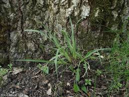 Image result for Carex johnstonii