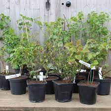And the great help from the nature; Dwarf Kiwi Jenny Fruit Plant From Mr Fothergills Seeds And Plants