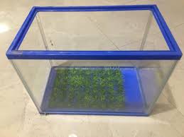 Mata pisau tajima catok 6. Akuarium Akrilik 30x20 Cm Perlengkapan Hewan Aksesoris Hewan Di Carousell