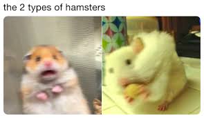Viral videos, image macros, catchphrases, web celebs and more. The 2 Types Of Hamsters Scared Hamster Know Your Meme