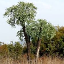 Image result for Cussonia spicata