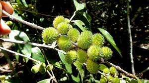 Image result for Peraceae