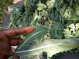 Image result for Launaea cornuta