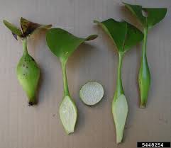 Image result for Pontederia crassipes