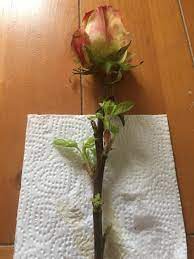 A strong and healthy cutting will always have more chances of sprouting as compared to. Ask A Question Forum Cut Rose Stem Growing New Leaves Garden Org