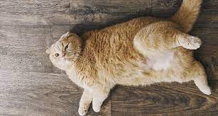 O the next morning, measure how much food is left, and do that for several days in a row to get a estimate of exactly how many calories your cats go through in a 24 hour period on average. 18 Easy Ways To Help Your Cat Lose Weight Gallant